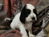 Des chiots Cockers Anglais LOF disponibles à la vente