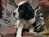 Des chiots Cockers Anglais LOF disponibles à la vente