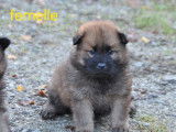 4 chiots Eurasiers LOF disponibles à la vente