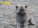 4 chiots Eurasiers LOF disponibles à la vente