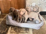 Chiots Braque de Weimar LOF à vendre