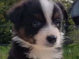 Des chiots Bergers Australiens LOF à réserver