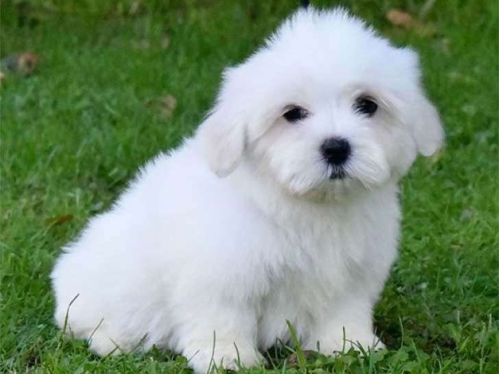 À vendre des chiots Coton de Tuléar LOF