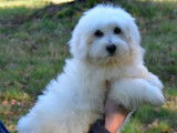 À vendre des chiots Coton de Tuléar LOF