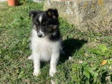 4 chiots Bergers des Shetland disponibles à la vente (LOF)