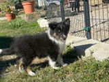 4 chiots Bergers des Shetland disponibles à la vente (LOF)