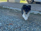 4 chiots Bergers des Shetland disponibles à la vente (LOF)