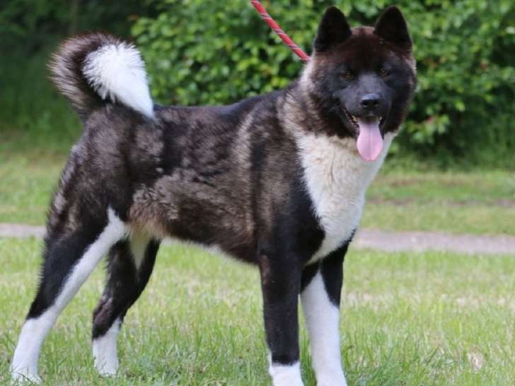 Chienne Akita Américain LOF d’un an à vendre