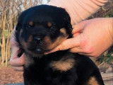 Disponibles à la réservation 2 chiots mâles Rottweilers LOF