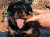 Disponibles à la réservation 2 chiots mâles Rottweilers LOF