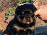 Disponibles à la réservation 2 chiots mâles Rottweilers LOF