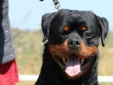 Disponibles à la réservation 2 chiots mâles Rottweilers LOF