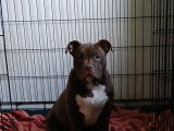 Chiot American Bully à vendre