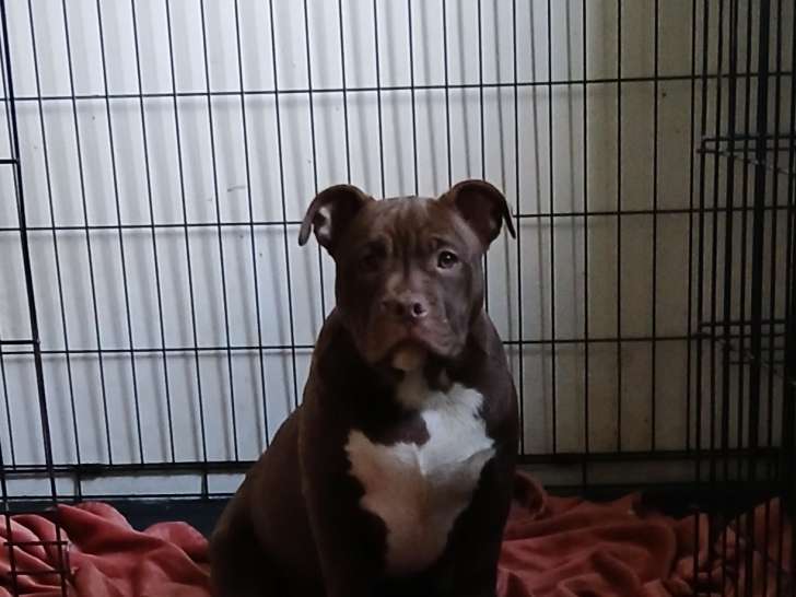 Chiot American Bully à vendre