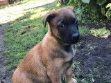 4 chiots mâles Bergers Belges Malinois LOF disponibles à la réservation