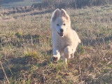 Chiot mâle Berger Blanc Suisse à vendre
