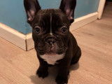 Chiots Bouledogue Français à vendre
