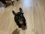 Chiots Bouledogue Français à vendre