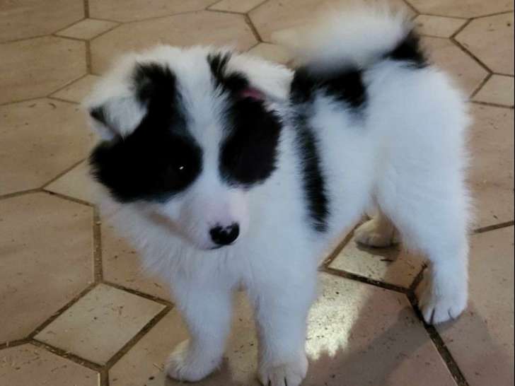 5 chiots Bergers Islandais LOF disponibles à la réservation
