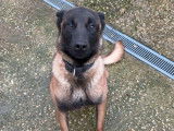 Un chien Berger Belge Malinois LOF d’un an à vendre