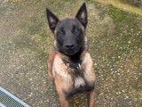 Un chien Berger Belge Malinois LOF d’un an à vendre