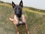 Un chien Berger Belge Malinois LOF d’un an à vendre