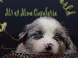 6 chiots Bergers Américains Miniatures LOF à réserver