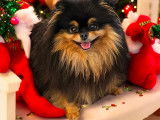Chiots Spitz Nains Poméranian type ourson lignée Multi CH