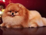 Chiots Spitz Nains Poméranian type ourson lignée Multi CH
