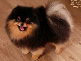 Chiots Spitz Nains Poméranian type ourson lignée Multi CH