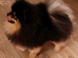 Chiots Spitz Nains Poméranian type ourson lignée Multi CH