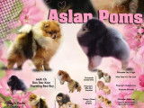 Chiots Spitz Nains Poméranian type ourson lignée Multi CH