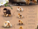 Chiots Spitz Nains Poméranian type ourson lignée Multi CH