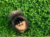 Chiots Spitz Nains Poméranian type ourson lignée Multi CH