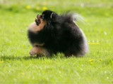 Chiots Spitz Nains Poméranian type ourson lignée Multi CH