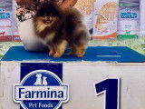 Chiots Spitz Nains Poméranian type ourson lignée Multi CH