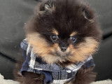 Chiots Spitz Nains Poméranian type ourson lignée Multi CH