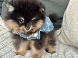 Chiots Spitz Nains Poméranian type ourson lignée Multi CH
