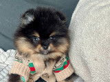 Chiots Spitz Nains Poméranian type ourson lignée Multi CH