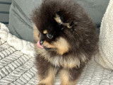 Chiots Spitz Nains Poméranian type ourson lignée Multi CH