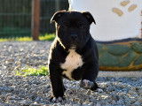 Chiots Staffordshire Bull Terrier à réserver