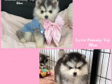 Chiots Micro Pomsky F4 Toy bleus lignée USA