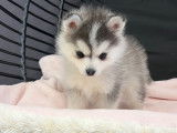 Chiots Micro Pomsky F4 Toy bleus lignée USA
