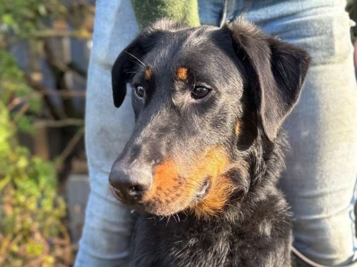 Chien Beauceron noir et feu d’un an LOF à vendre