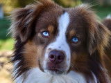 Chien Berger Américain Miniature d’un an LOF disponible à l’achat