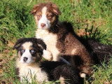 À vendre 2 chiots Bergers Australiens LOF