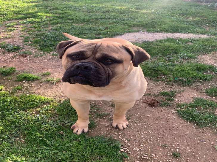 Chien Bulmastiff LOF à donner