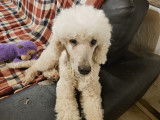 Chienne Caniche Royale adulte Blanche