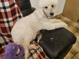 Chienne Caniche Royale adulte Blanche