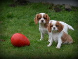 Chiots Cavalier King Charles Spaniel à vendre